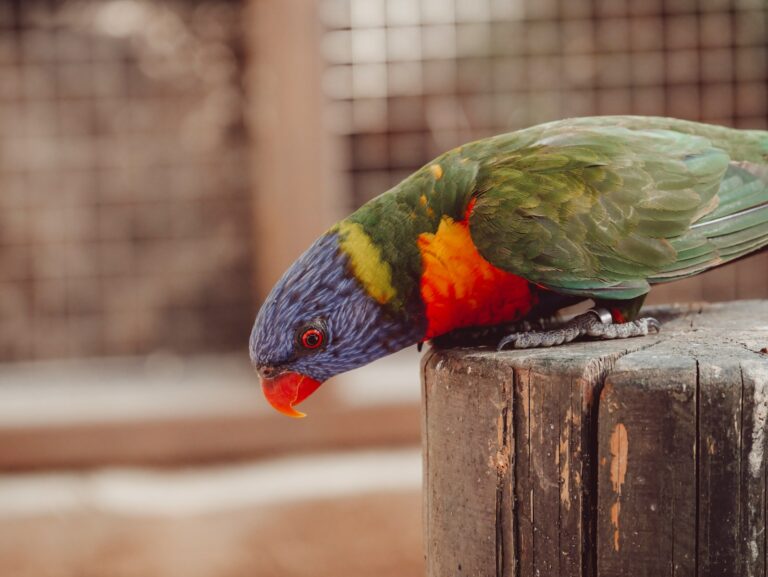 blue, green, and orange bird perching on tree stump
